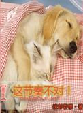 重生细胞节奏琴怎么获得